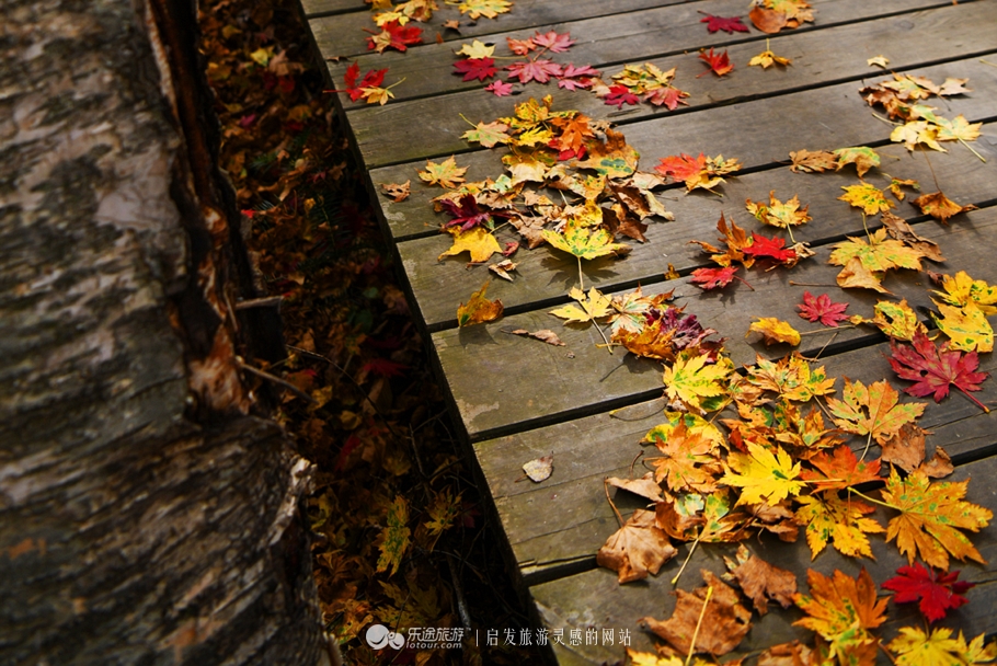 落英缤纷的是叶子还是凄美？