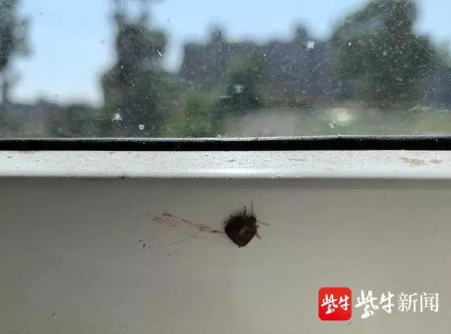 小区楼里面全是小蜈蚣一样的臭虫,家中发现多只臭虫
