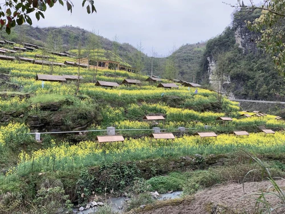 重庆乡村振兴大赛,重庆乡村振兴创业大赛