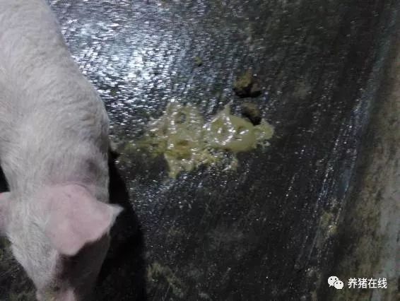 常见的猪病症状鉴别,猪病的鉴别与诊断方法