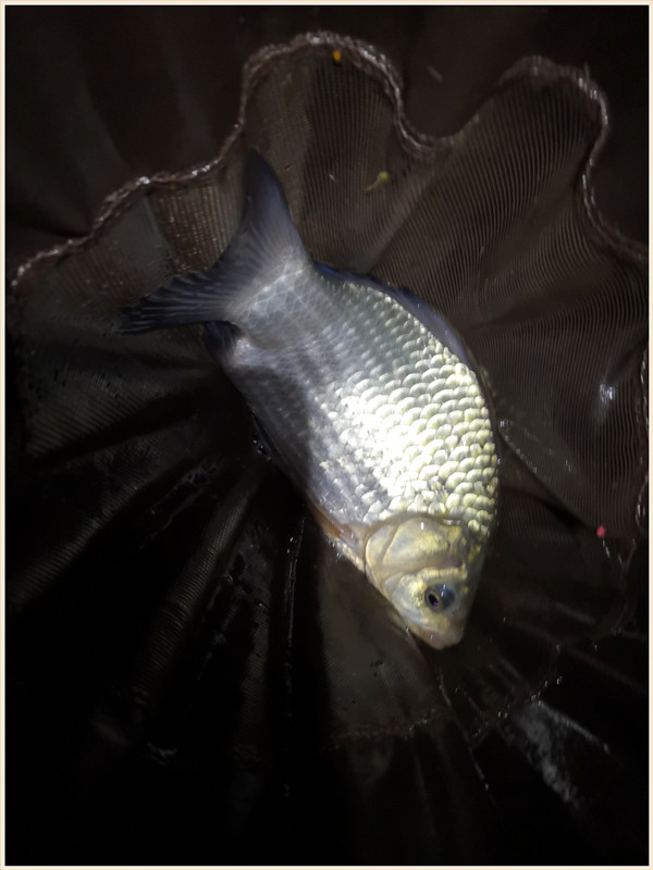 洪水钓大鱼,洪水钓鲫鱼用什么饵料