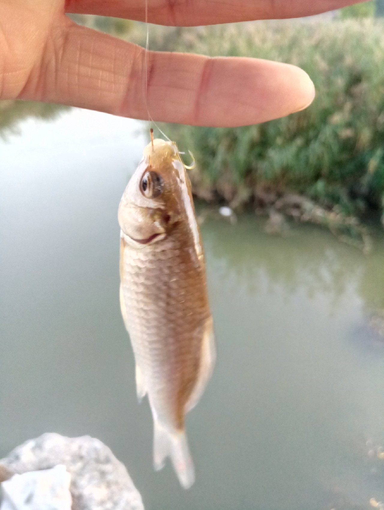 好久没有钓鱼了怎么钓,钓鱼半天没口就怀疑没调好漂