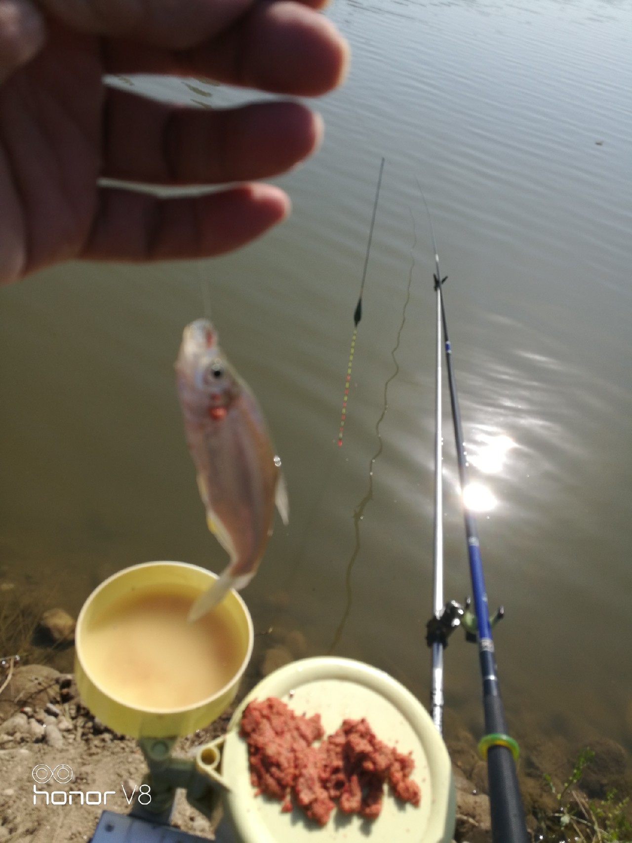 初春野河钓小杂鱼,野钓避杂鱼