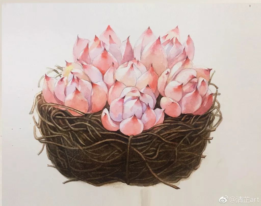 什么多肉不需要太强的光照,光照不足也能养的多肉