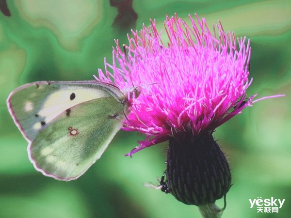 色彩逼真电视机,长虹c8ut激光电视