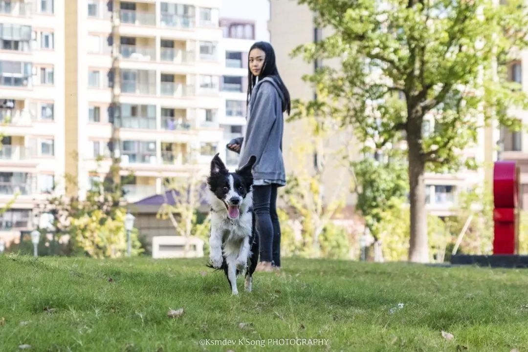 贵阳给狗狗办身份证,老狗办理电子犬证