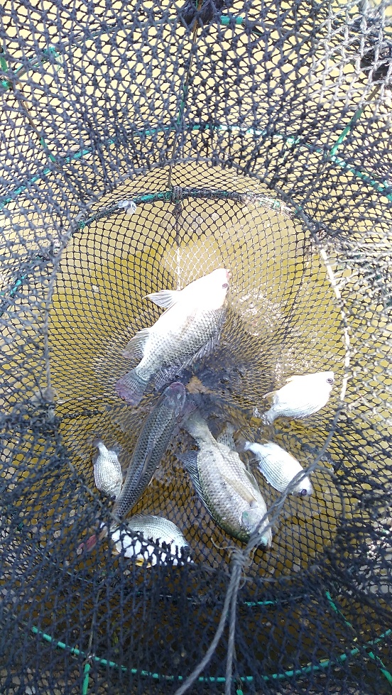 带友渔乐记渔获20斤,钓鱼不能*欢偷**