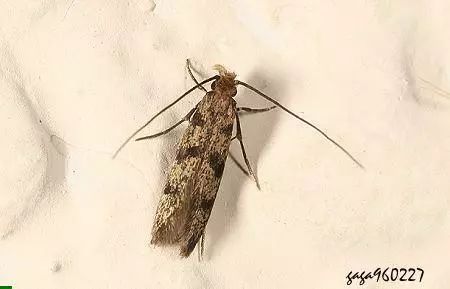 比蟑螂还恶心的的小虫子,专啃衣服,赶紧看看你家有没有!