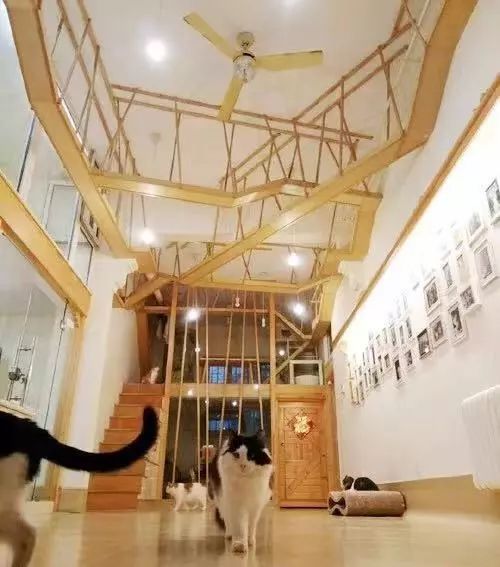 2019温暖继续！这是第七年CatS牌温暖冬屋，替猫咪们说感谢