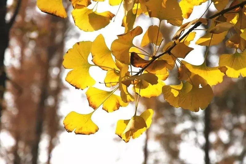 精心整理的成都超全旅游攻略,成都旅游攻略必看30条