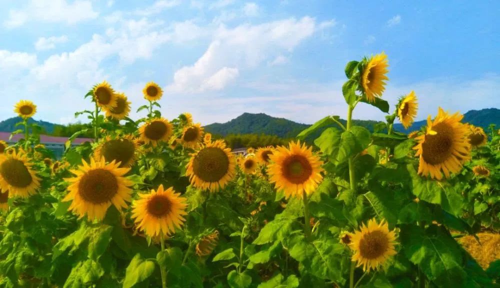 长沙河西农家乐和休闲农庄,长沙最佳生态农庄