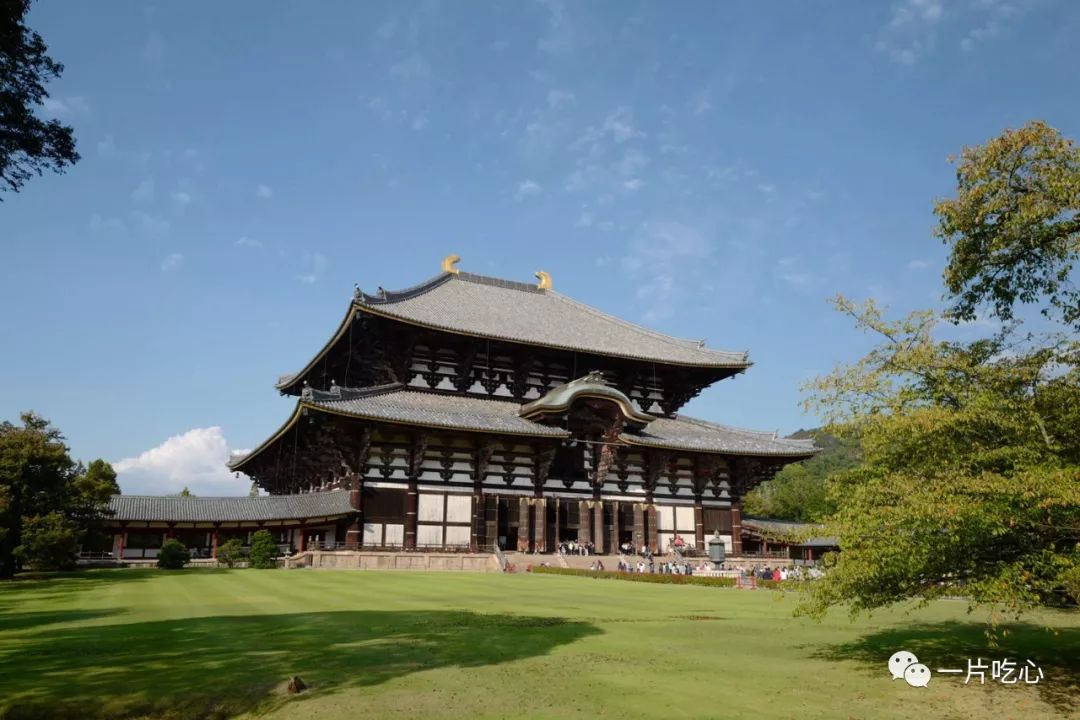 奈良的小鹿,奈良的小鹿最近新消息