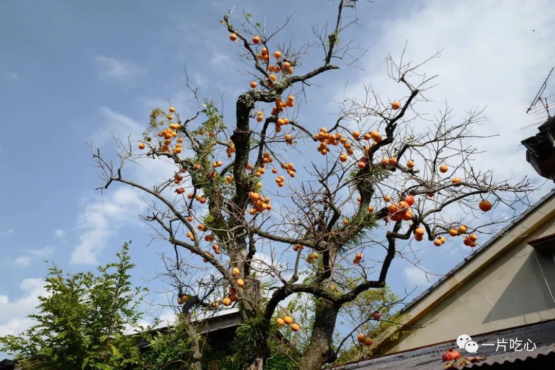 奈良的小鹿,奈良的小鹿最近新消息