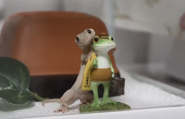 出门注意安全！守宫上演十八相送