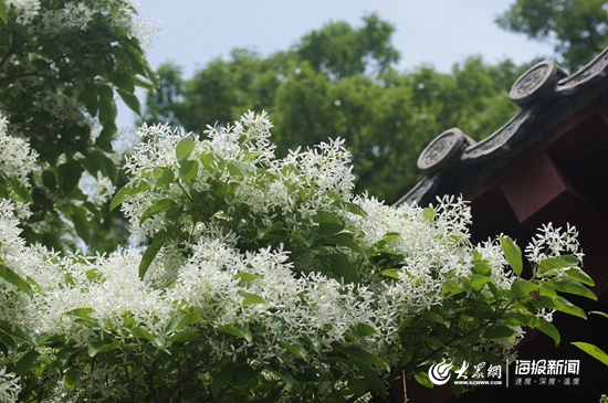 崂山风景区最值得去的景点,崂山风景区好评