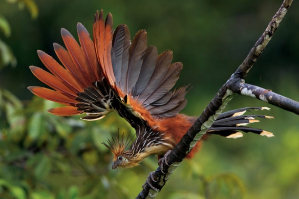这些奇特生物你们见过吗,这些神奇的生物你都见过么