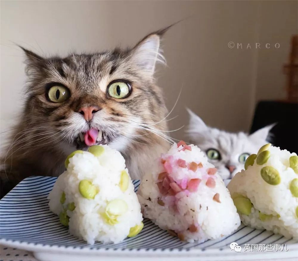 喵星人吃起来真香看的都想吃一口 (喂喵星人吃饭一副生无可恋的表情)