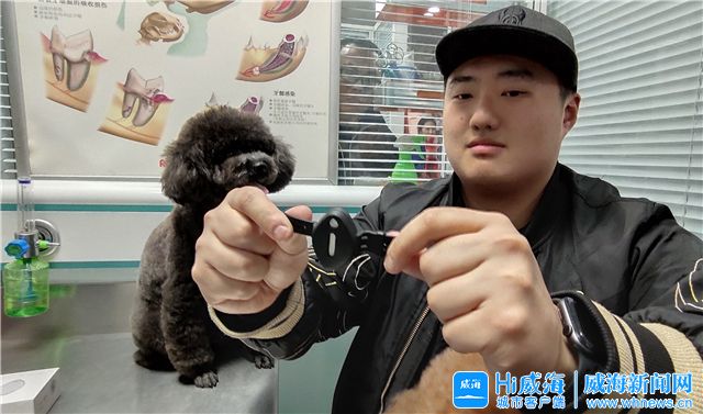 石家庄怎么办理狗狗身份证,狗狗可以办身份证吗