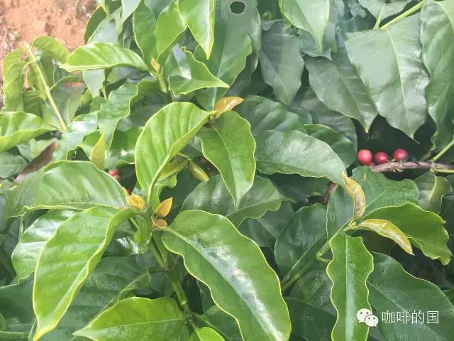 云南小粒种咖啡属于什么品种,咖啡品种最好的小粒种咖啡是什么
