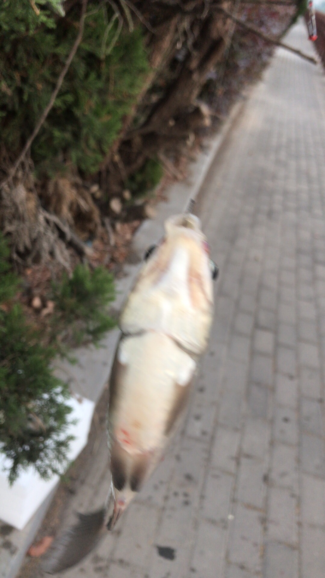 野钓垂钓实录,野钓钓鱼视频实战