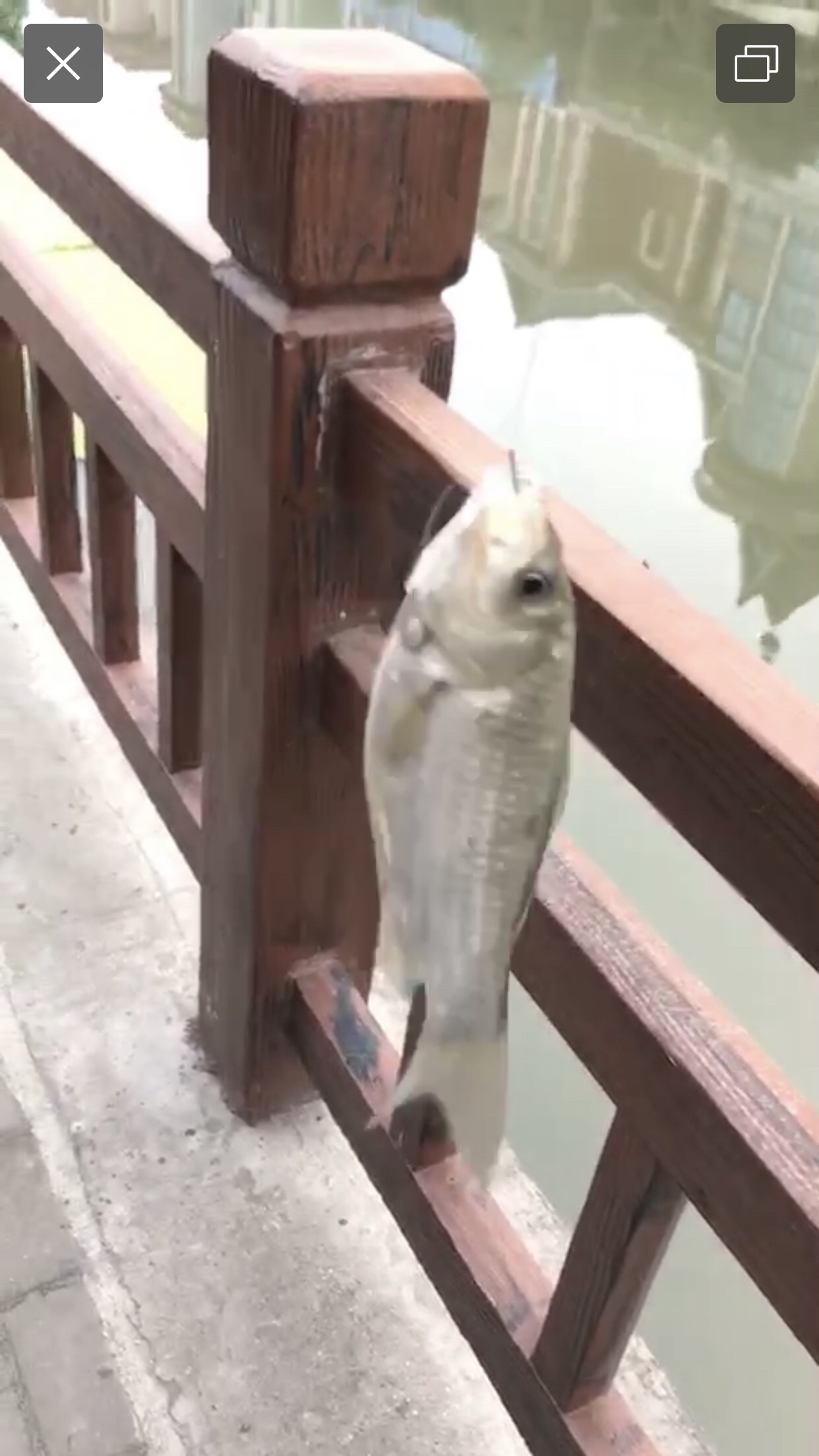 野钓垂钓实录,野钓钓鱼视频实战