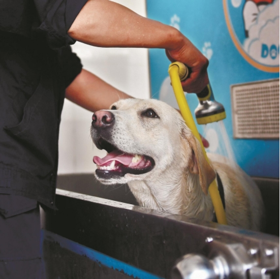 警犬的第一次攻击训练,警犬用每天训练吗