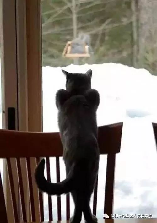 我是一只猫直播,我是一只猫现场