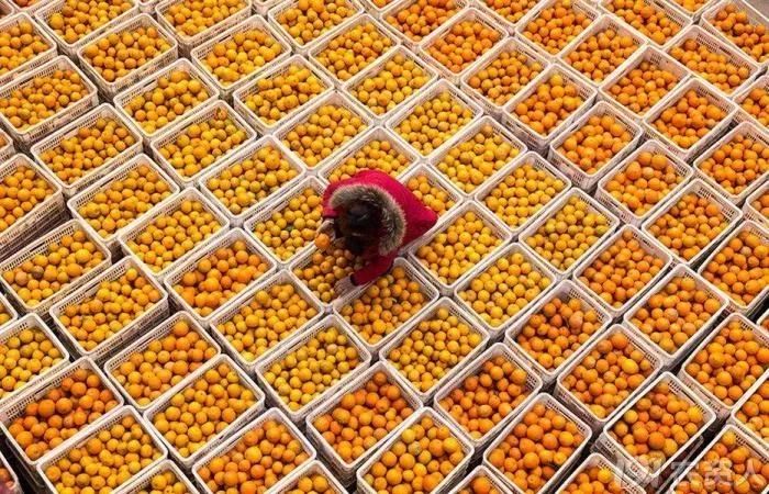 柑橘大混战怎么卖果,种植柑橘靠品质盈利谈何容易