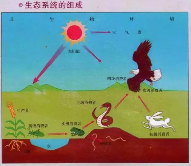 初中生物知识点总结及实验图,初中生物知识点总结鲁教版