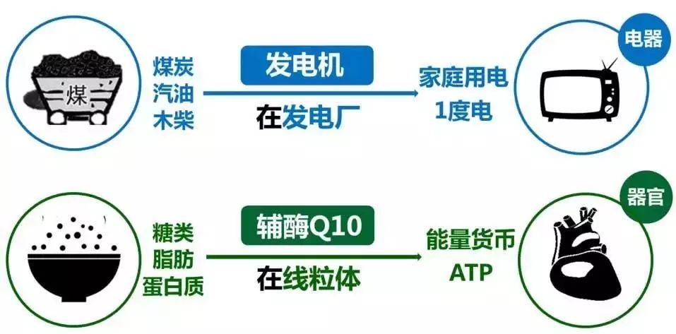 妮维雅（NIVEA）Q10晚安霜男人都爱，是女人怎能不爱？
