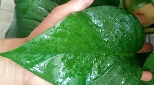 绿萝有毒吗养在家里对身体有害吗,绿萝有毒吗是否适合养在卧室