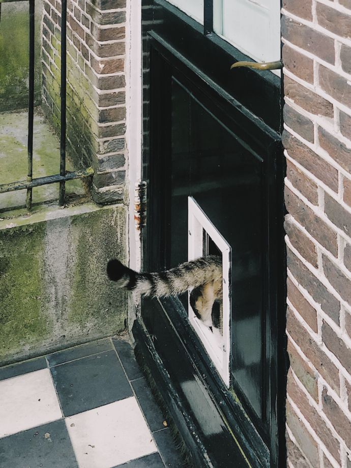 各种猫咪的博物馆,猫咪博物馆都有哪些猫