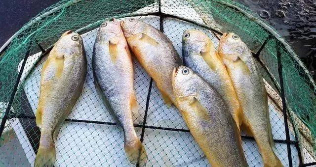 炖鱼放什么调料不腥,炖鱼如何用醋去腥