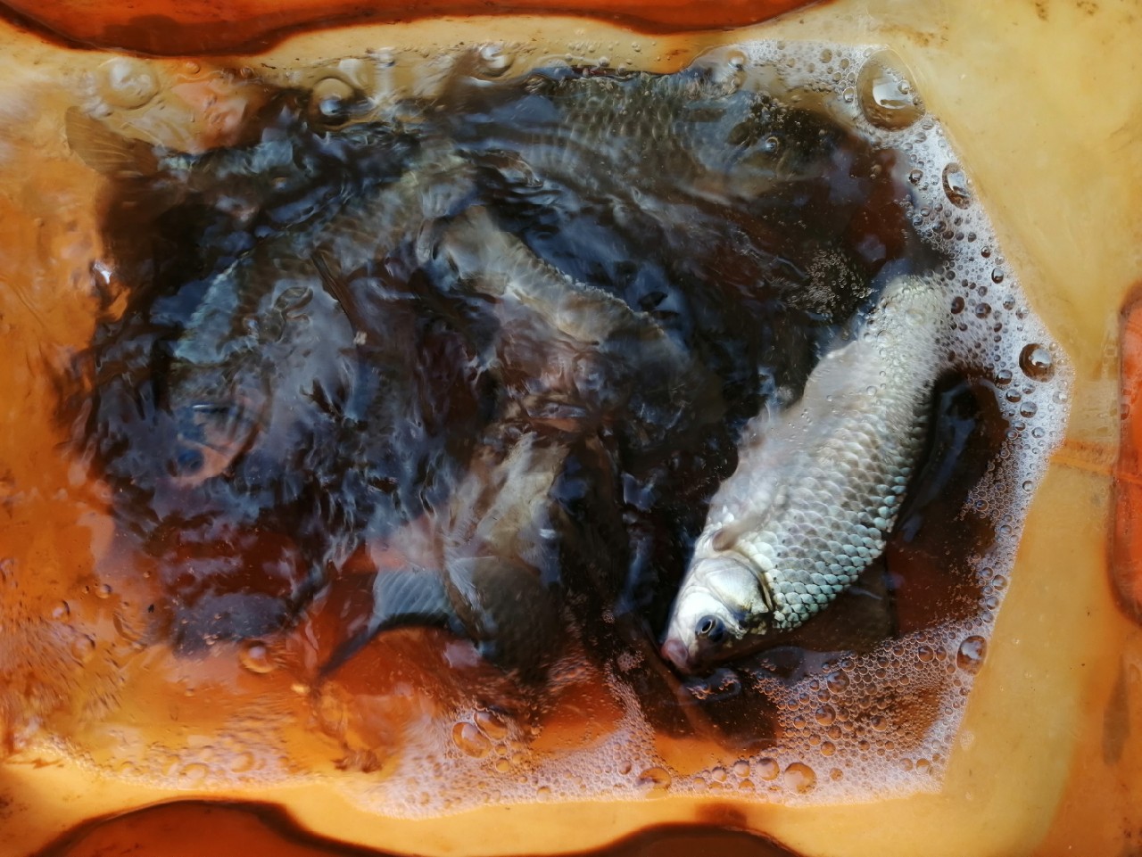 探钓偶遇小钓友怎么说,钓场用什么搭钓台