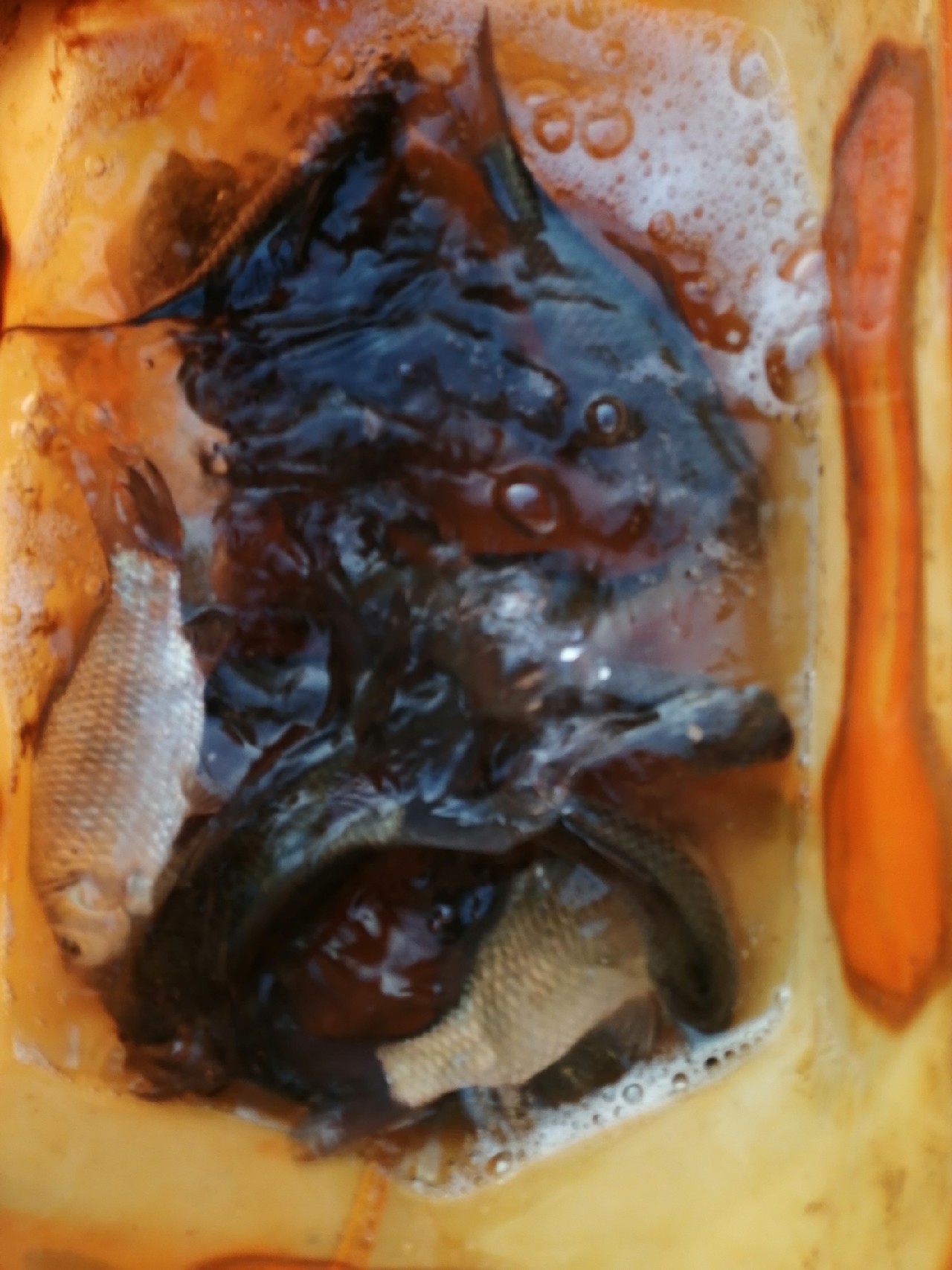 探钓偶遇小钓友怎么说,钓场用什么搭钓台