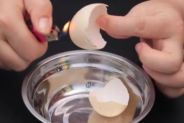 鸡蛋壳用火烧有什么用,鸡蛋壳用火烧过以后可以当肥料吗