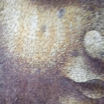 切出40000块面包丁玩拼图，无聊吃货的最高境界？甚至鸽子粪都不放过？