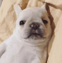 主人晚上不睡觉狗狗会困吗,狗狗睡了一整天还困正常吗