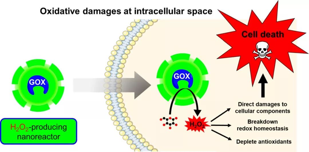 NanoLett：溶瘤纳米反应器产生H2O2用于氧化治疗癌症
