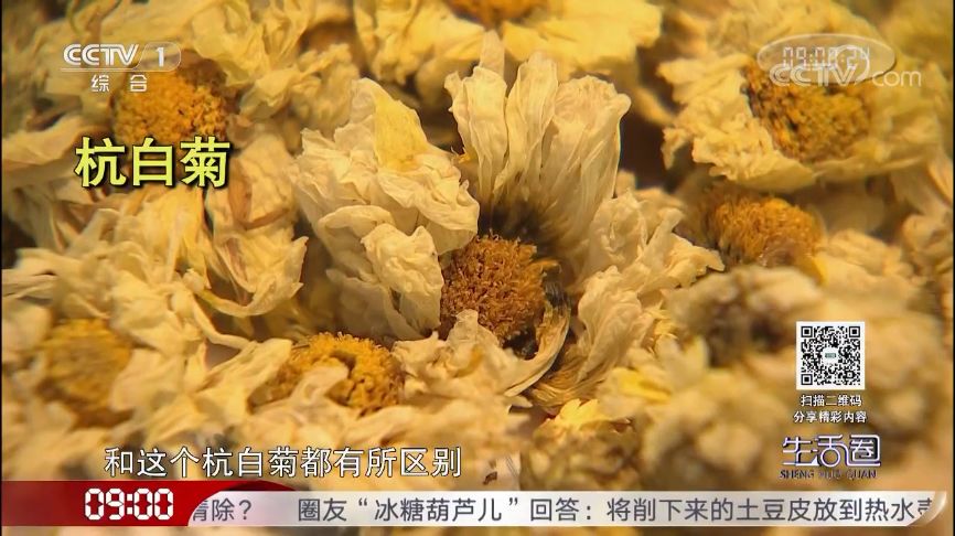 哪种菊花茶清热去火效果最好,蒲公英和菊花茶能清热去火吗