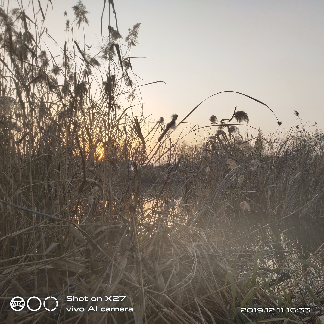 台钓鲫鱼教学,野钓芦苇多的地方鱼怎么样