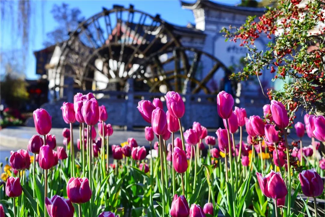 关于一张去丽江的旅游图,100张丽江照片