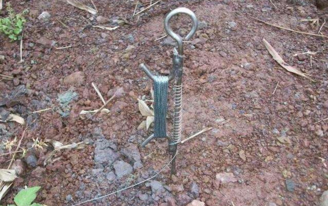 鱼有鱼路鳖有鳖道，详谈甲鱼生活习性和野钓技巧