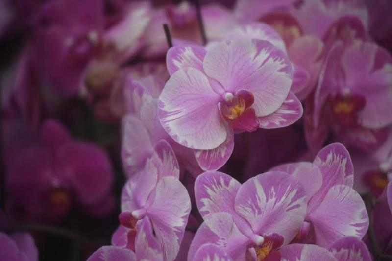 3000多株兰花绽放迎新春,国内最大的兰花展厅