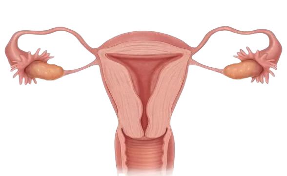 子宫内膜厚是子宫内膜息肉引起吗,子宫内膜增生是怎么发展的