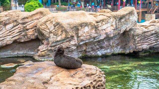 长隆海洋王国海牛馆探秘,珠海长隆海洋王国海底夜宿