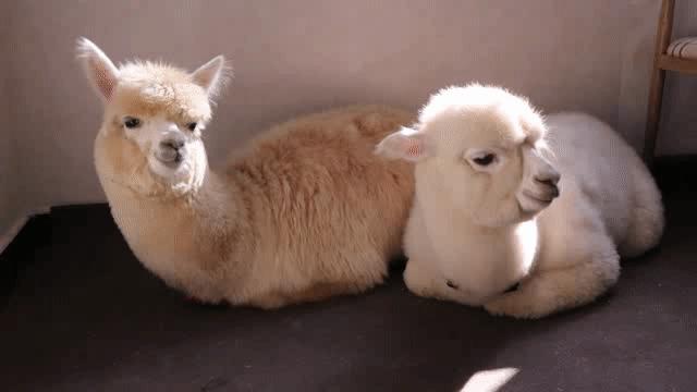 吸猫撸狗遛羊驼,吸狗撸猫遛羊驼