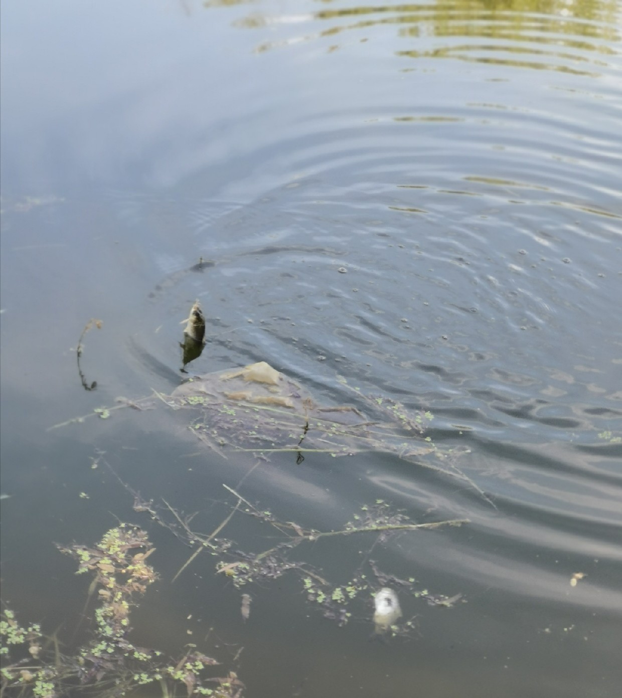 钓鱼十大注意事项,钓鱼需要注意的21要点