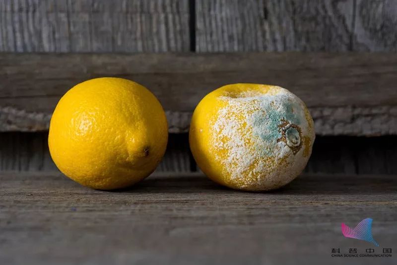 注意鱼的这些部位不能吃,鱼身上有毒的三个部位