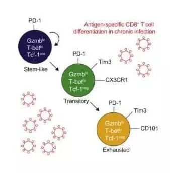 肿瘤免疫治疗的原理及进展,2021年肿瘤免疫治疗适宜技术推广